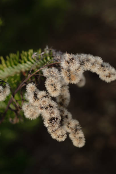 istock Decorative plant branches in greenery - purple smoke tree 2189349033