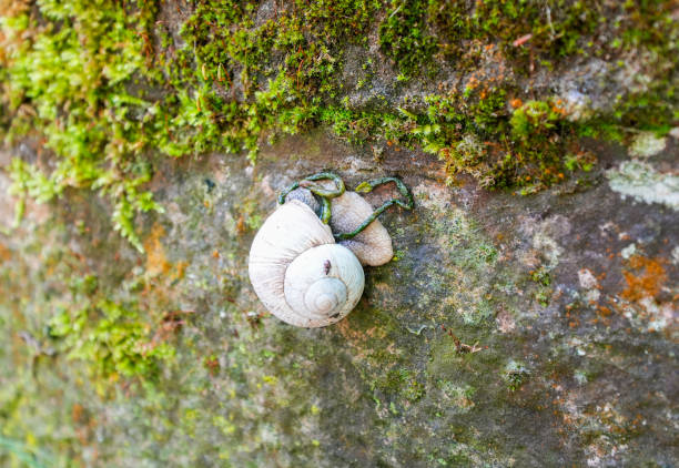 Roman snail on rocky ground.