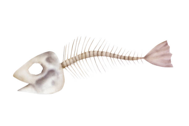 istock Fish skeleton. Watercolor hand drawn illustration isolated on background. For designers, postcards, greetings, birthday, calendar, wallpapers, wrapping paper and design 2189349530