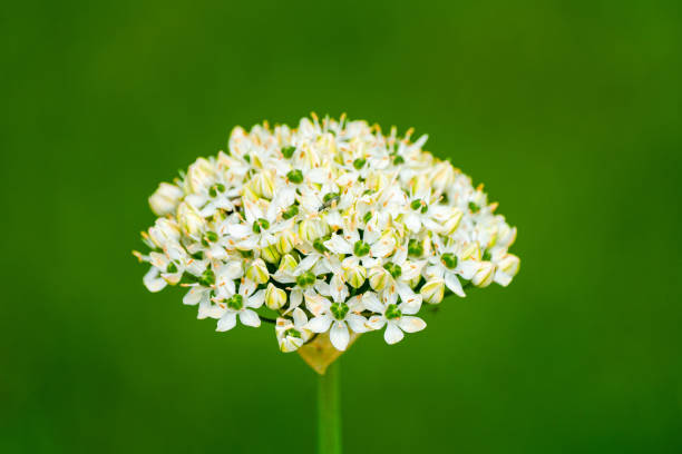 White onion flower against a green background.