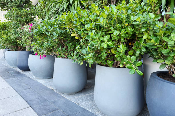 istock Modern urban landscaping with potted plants 2189351148