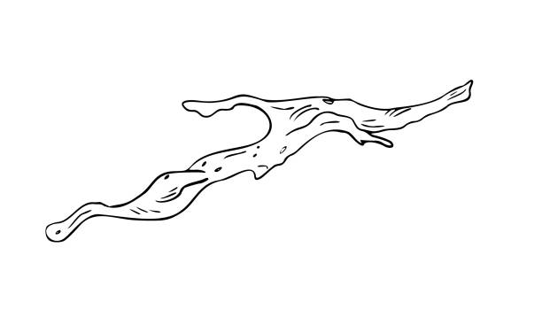 Driftwood black white vector illustration isolated on white. Gnarly branch, bark tree hand drawn graphic monochrome. Uneven tree branch, natural wood element for design. Dried tree branch sketch. Driftwood black white vector illustration isolated on white. Gnarly branch, bark tree hand drawn graphic monochrome. Uneven tree branch, natural wood element for design. Dried tree branch sketch gnarly wood texture stock illustrations