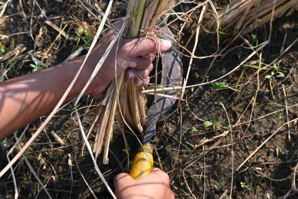 istock Indian farmer cutting rice plants with a sickle. 2189351694