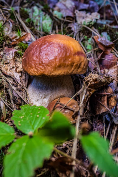 istock Macro  - Forest - Europe, Romania, Suceava region 2189351724
