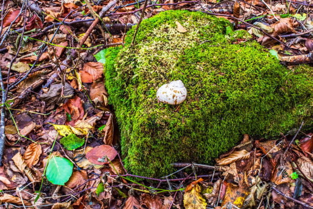 Macro  - Forest - Europe, Romania, Suceava region