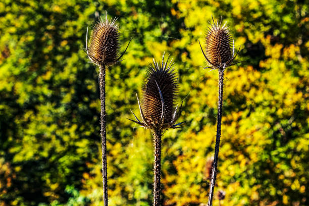 Macro  - Forest - Europe, Romania, Suceava region