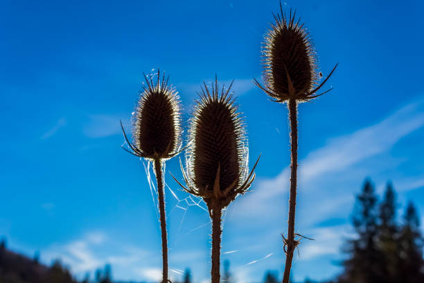 Arid soil with space for text. Overgrown thorn and its shadow coming out of the soil. Clear blue sky.