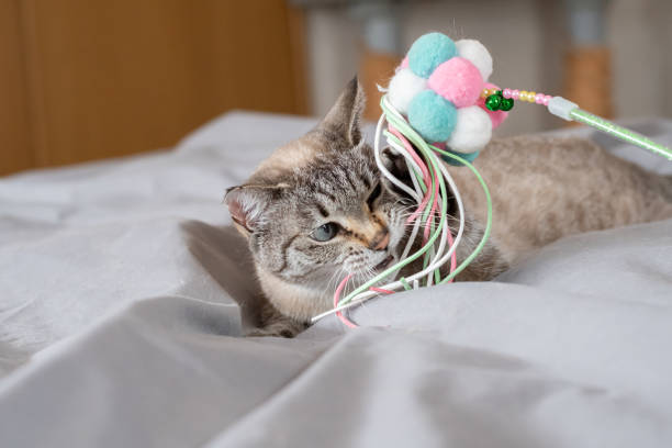 istock cute cat playing with toys 2189352542