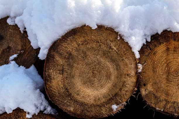 istock Macro  - Forest - Europe, Romania, Suceava region 2189352580