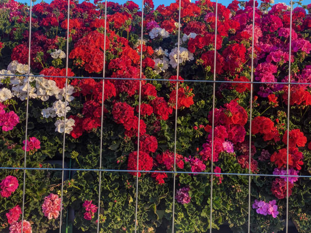 Close-up front view of lots of flowers behind chainlink fence