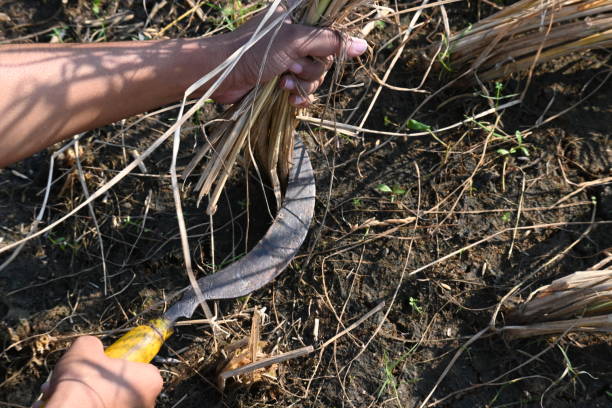 istock Indian farmer cutting rice plants with a sickle. 2189352648