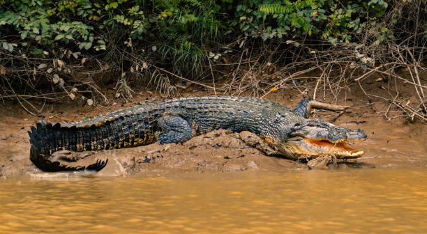 Fresh water crocodile in Borneo, Malaysia