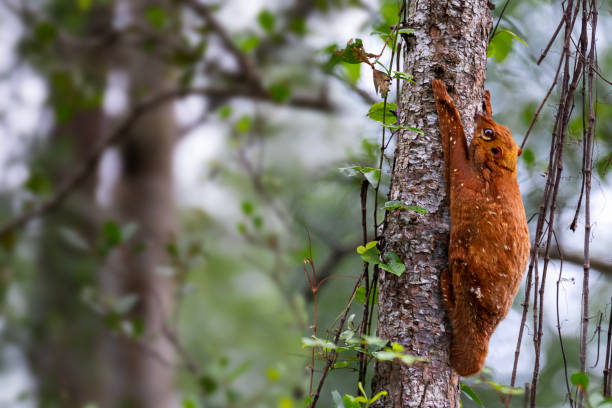 Flying lemur known also as Colugo on the tree trunk in Sabah, Borneo, Malaysia