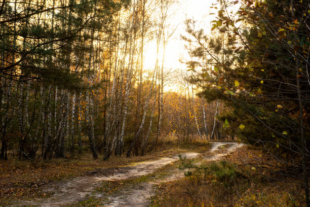 path in the autumn forest. Magical calm autumn evening with soft light through the branches of birches and pines