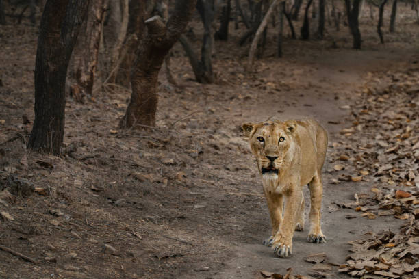 istock Asiatic lion in Gujarat, India 2189356539