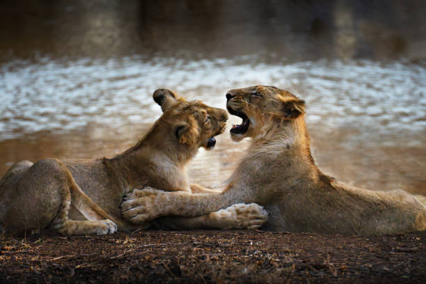 istock Asiatic lion cubs in India 2189356588