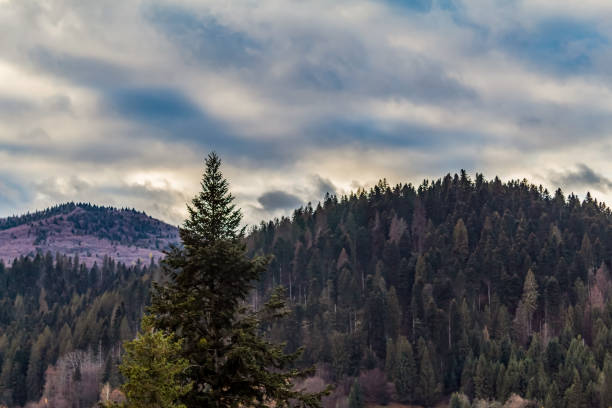 Landscapes - Forest - Europe, Romania, Suceava region