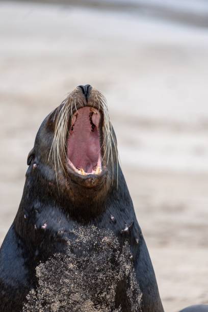 istock Sea lion with open mouth on sandy beach 2189359458