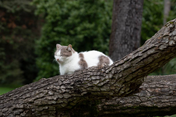 A cat on a tree on a natural background in a summer park.