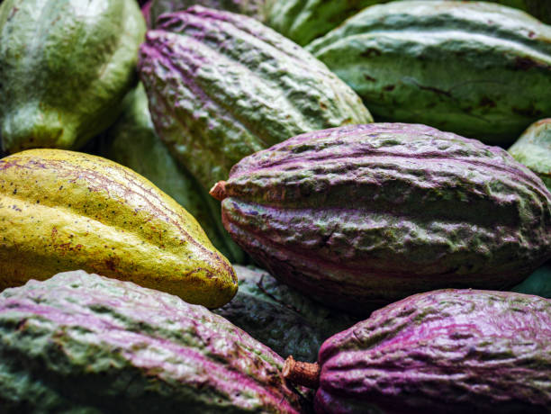 istock Unripe green cacao pod or raw cocoa fruit background 2189360273