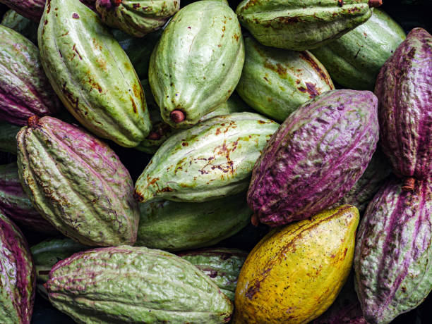 istock Unripe green cacao pod or raw cocoa fruit background 2189360275