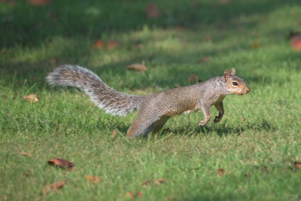 istock A Eastern Grey, Gray, Squirrel, Sciurus carolinensis, running across a garden lawn 2189360347