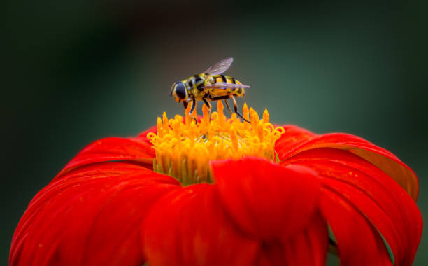Busy bee gathering nectar from vibrant red flower in a lush garden setting