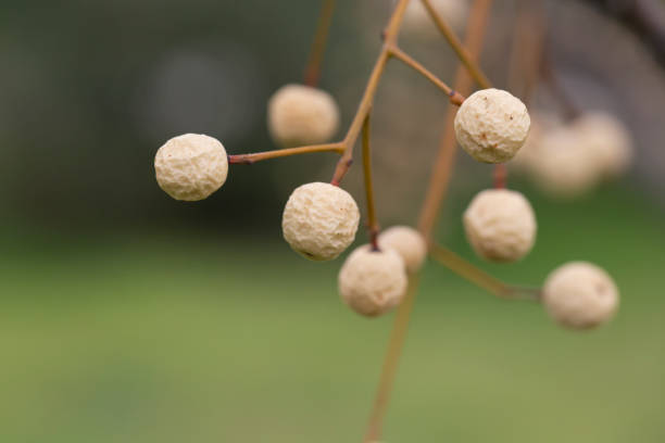 Melia azedarach (chinaberry Tree) beads with blur background. white dried fruits on a branch in winter. Melia azedarach (chinaberry Tree) beads with blur background. white and yellow dried fruits on a branch in winter. chinaberry stock pictures, royalty-free photos & images
