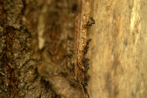 texture of wood and tree bark, wood background