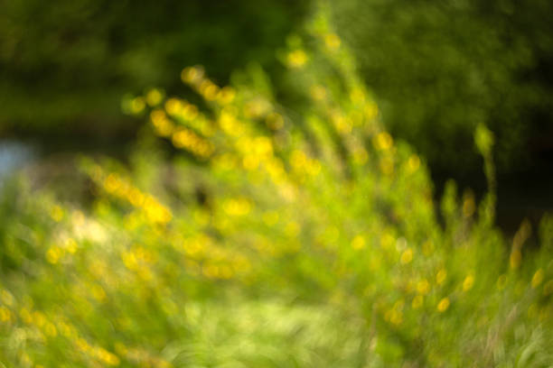 beautiful green meadow background green grass in the forest