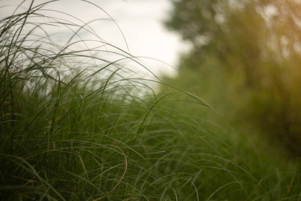 beautiful green meadow background green grass in the forest