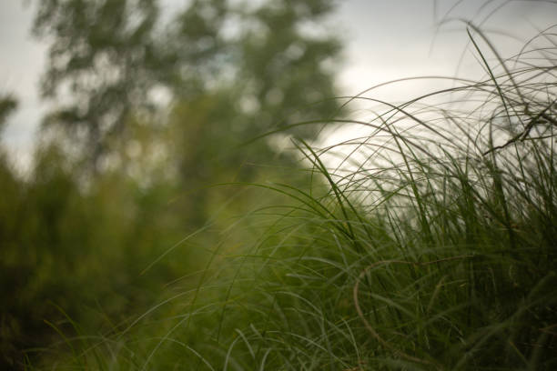 beautiful green meadow background green grass in the forest