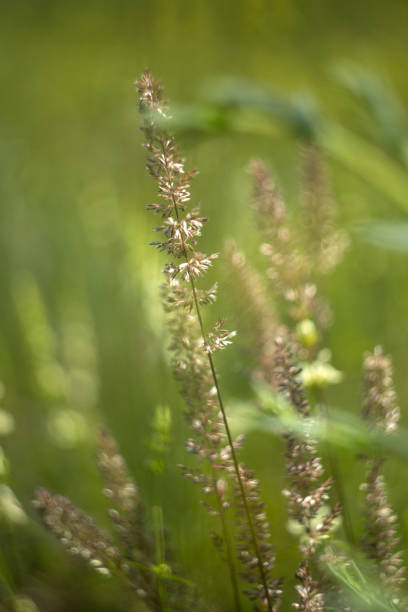 beautiful green meadow background green grass in the forest