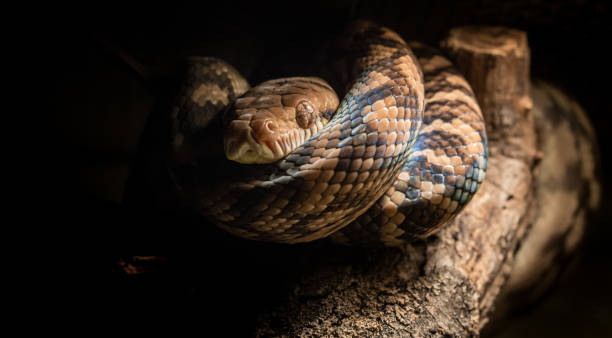 istock Colorful snake resting on a wooden branch during nighttime in a dark environment 2189361910