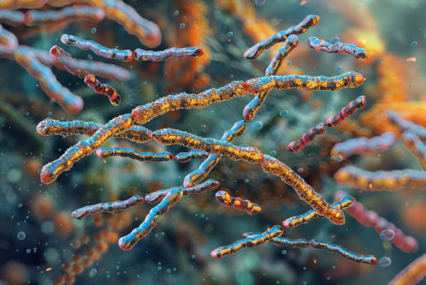 istock Lactobacillus bulgaricus bacteria, microscopic view. Rod-shaped lactic acid bacteria cell chains in a nutrient-rich medium. 2189362059