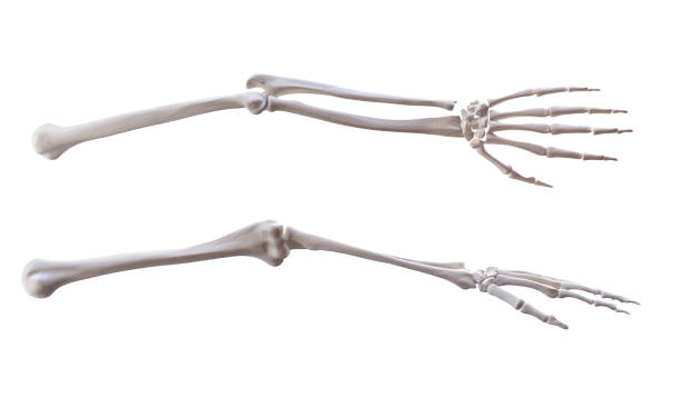 istock Human hand skeleton bones isolated on white, lateral and anterior projection 2189362131