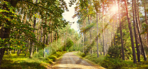 istock Bright rays of sunlight on the pine forest road. Magical forest in the morning sunlight rays. Winding road path walkway through autumn forest. Sunset sunrise. Road turns to rising sun. 2189362787