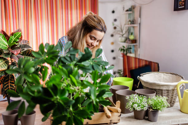 istock Smiling young lady potting plants at home 2189362866