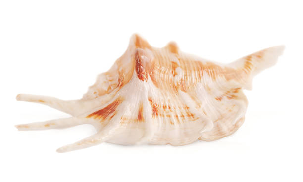 istock Beautiful seashell with thorns isolated on white background 2189363047