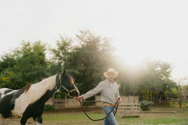 Photo of a mid adult men taking care of his animal at the horse ranch: he leading his horse on a leash for a brisk walk on the farm