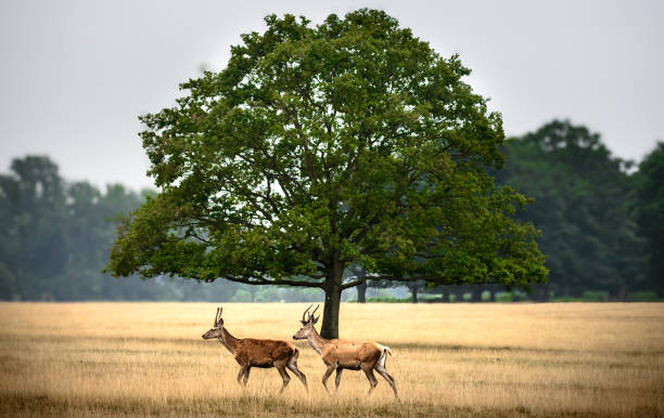 istock Two deer walking gracefully across a golden meadow under a large green tree 2189363246