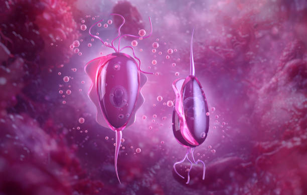 Trichomonas vaginalis under microscope. Trichomonad cell with  flagella, nucleus.
