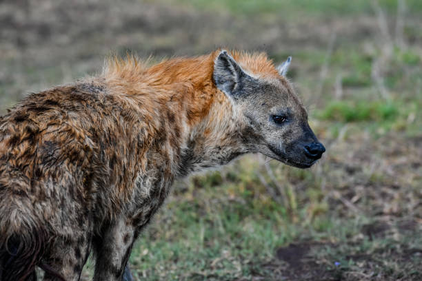 Hyena in  the savannah of Africa