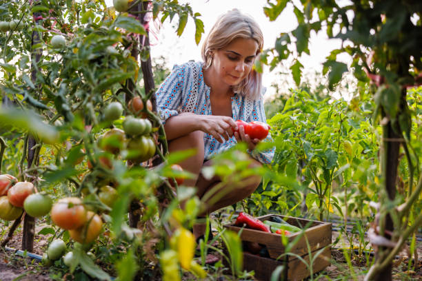 istock Lady picking fresh vegetables in home garden 2189364532