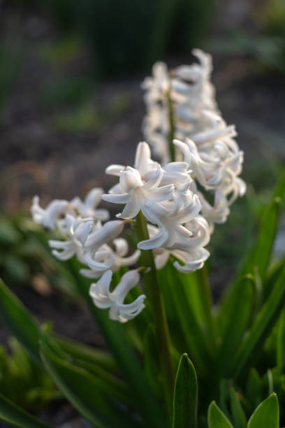 Spring Flowers Blooming in Vibrant Color