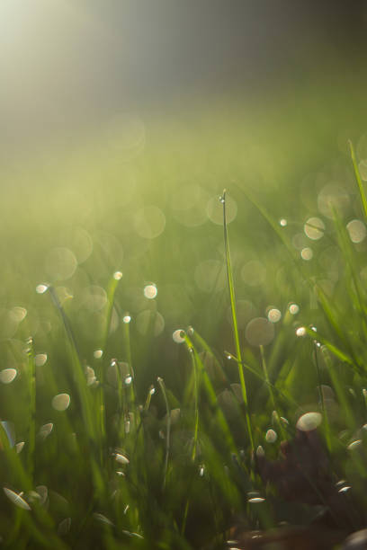 THE Morning Dew Sparkling on Grass
