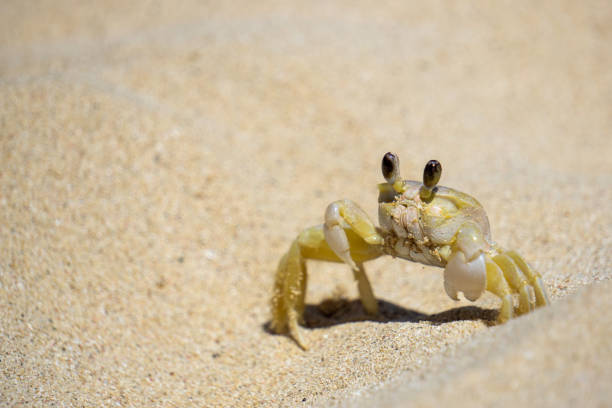 istock Ghost Crabof the Atlantic, Ocypode quadrata on a Cuban Beach 2189365911