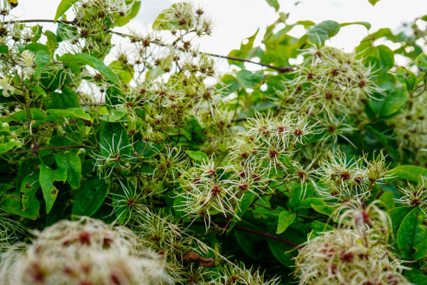 istock Close up of Old man's beard plant 2189366428