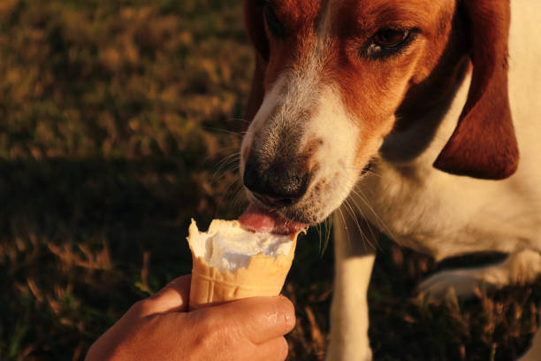 istock Estonian hound dog eats Ice-cream in a waffle horn. Dog licking vanilla cone. Selective focus of woman hand give a dog licking ice cream at sunset. 2189366584