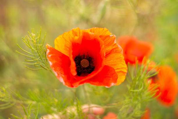 istock poppies in green grass on the field 2189366902